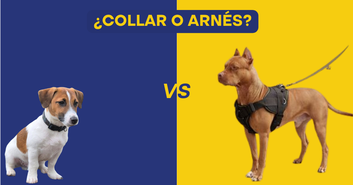Banner comparativo de MARBEZ sobre fondo dividido: a la izquierda, un cachorro pequeño con collar negro sobre fondo azul oscuro; a la derecha, un perro grande marrón con arnés técnico sobre fondo amarillo vibrante. En el centro destaca el texto '¿Collar o Arnés?' y las letras 'VS' en amarillo.