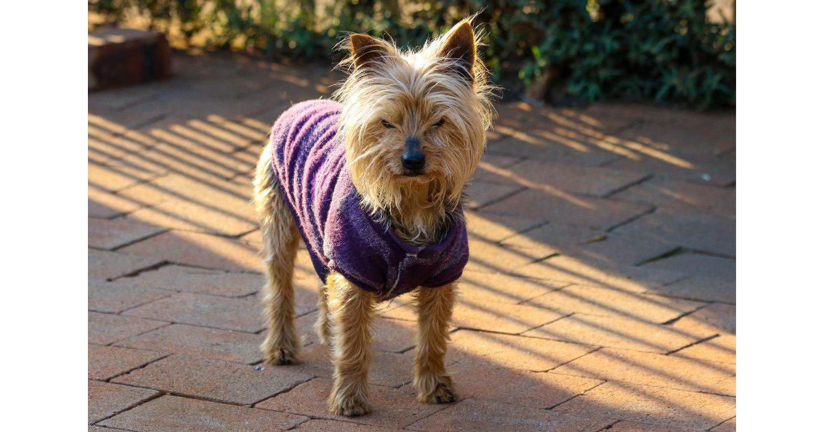 Un perro pequeño de raza Yorkshire Terrier de pie sobre un suelo de ladrillos, iluminado por la luz del sol. El perro lleva puesto un suéter o chaleco de color morado para protegerse del clima.