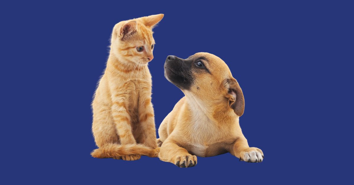 Un pequeño gatito naranja atigrado sentado y un cachorro mestizo de color arena recostado, ambos mirándose fijamente con atención y curiosidad, recortados sobre un fondo sólido color azul marino.