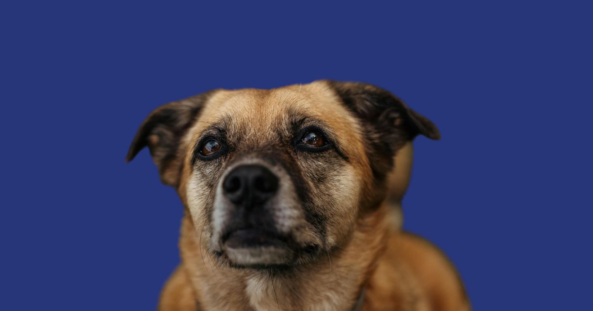 Primer plano de un perro adulto de raza mixta con pelaje marrón y negro, mirando hacia arriba con expresión tranquila y atenta. La imagen está recortada sobre un fondo sólido de color azul marino, manteniendo la línea gráfica de identidad de MARBEZ.