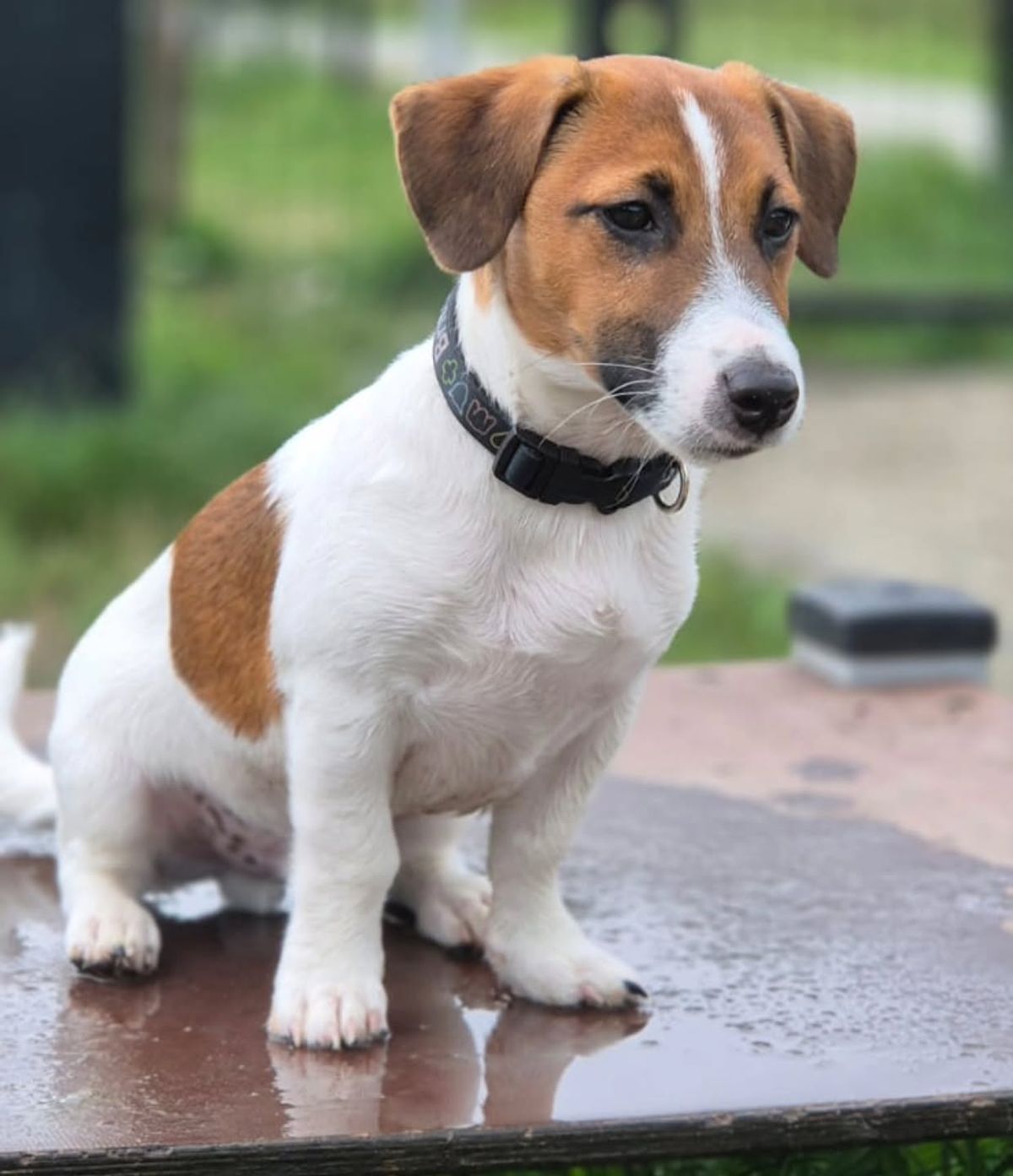 Un perro pequeño y peludo sentado tranquilamente en el llano usando un collar tradicional oscuro, ilustrando la comodidad de este accesorio para paseos diarios.