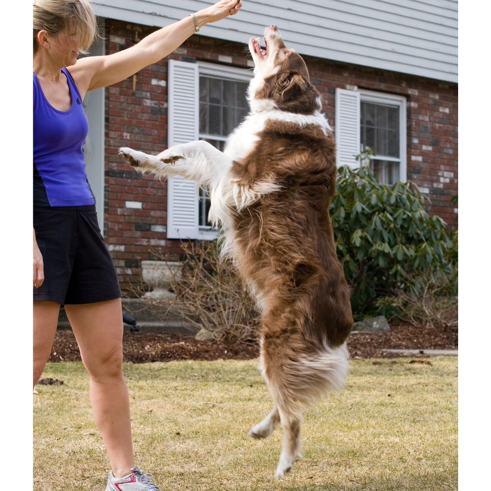 Un perro pastor australiano de color marrón y blanco salta con entusiasmo hacia la mano de su dueña, que sostiene una correa en lo que parece ser un jardín o patio exterior. El perro está completamente elevado del suelo, mostrando un alto nivel de excitación y energía antes de iniciar el paseo.