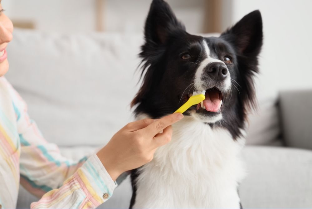 Primer plano de una persona cepillando delicadamente los dientes de un perro Border Collie con un cepillo de dientes amarillo, ilustrando el consejo de higiene bucal para mascotas para prevenir enfermedades y alargar su vida.