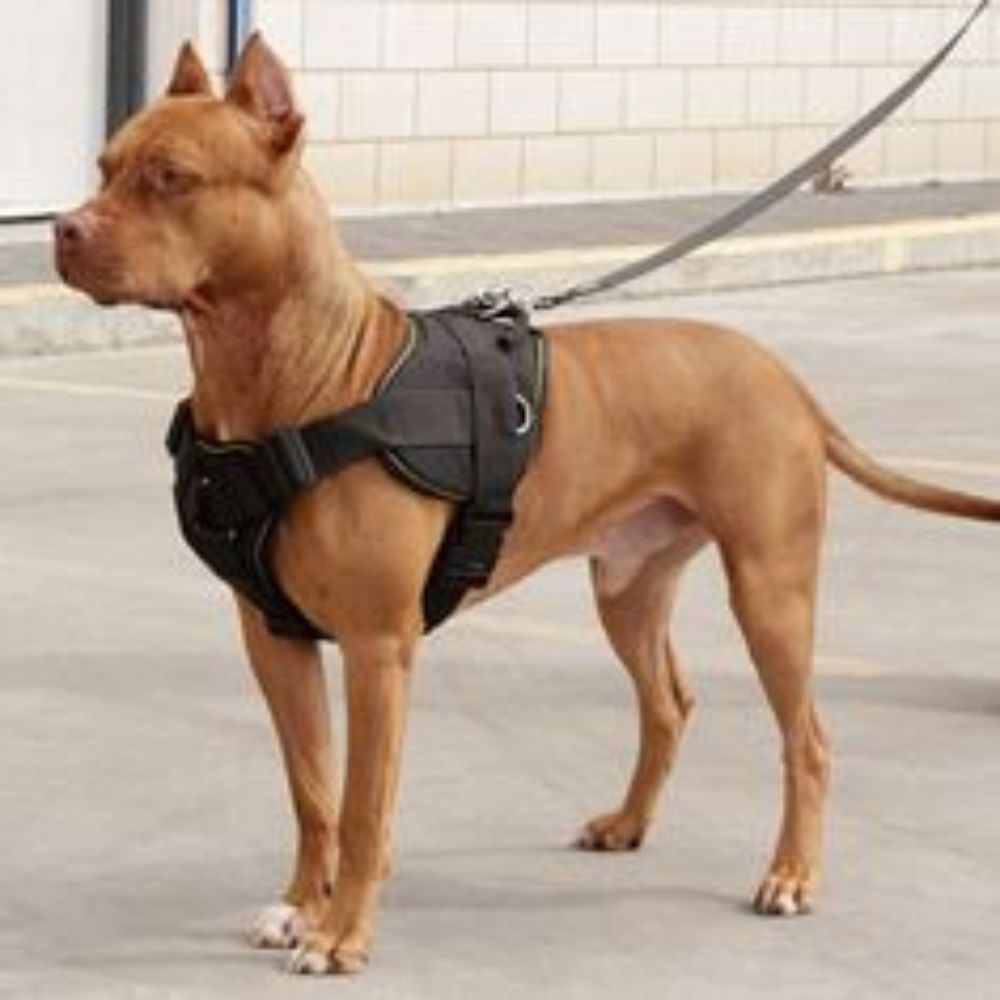 Un perro grande, similar a un Golden Retriever, de pie en un parque usando un arnés negro ajustado al pecho, mostrando cómo este diseño brinda mayor control y seguridad al caminar.
