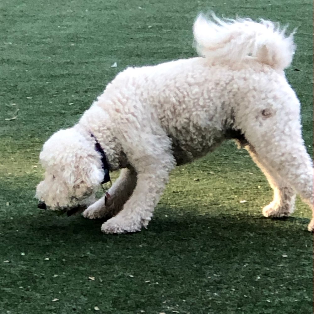 Un perro pequeño de raza Bichón Frisé con pelaje blanco rizado está agachado en una pose de olfateo intenso sobre césped sintético verde. El perro tiene el hocico muy cerca del suelo, demostrando la conducta natural de exploración olfativa que se debe permitir durante los paseos.