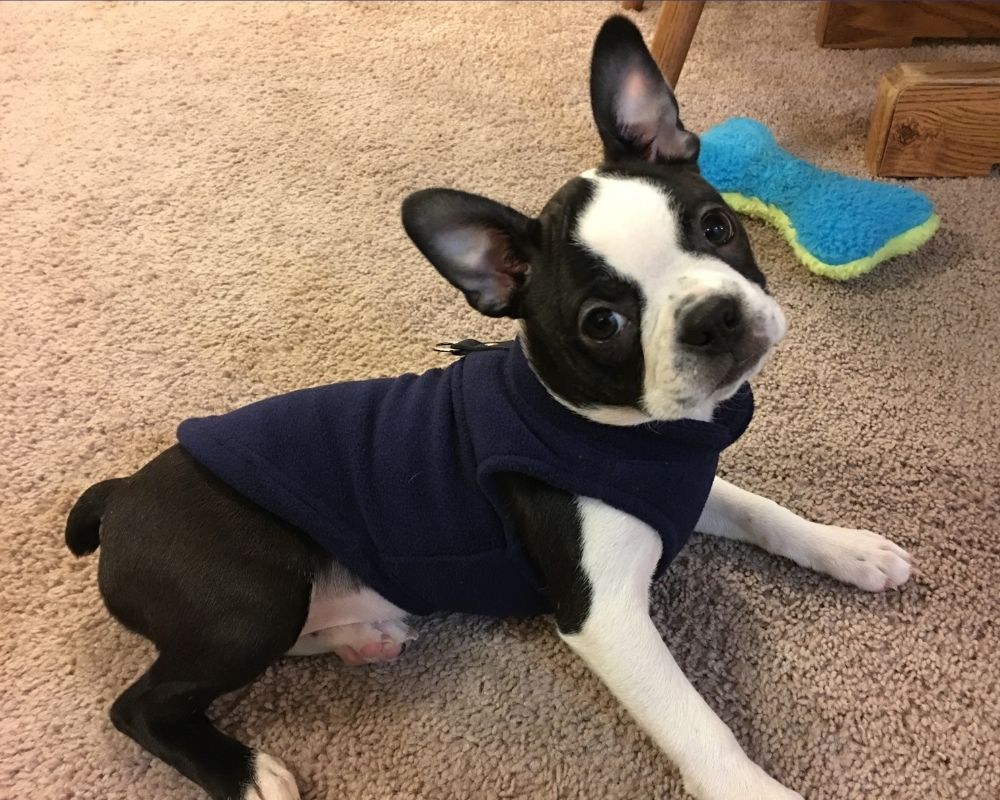 Un cachorro de Boston Terrier usando un chaleco de forro polar azul oscuro para abrigarse, descansando cómodamente sobre una alfombra y mirando a la cámara con curiosidad.