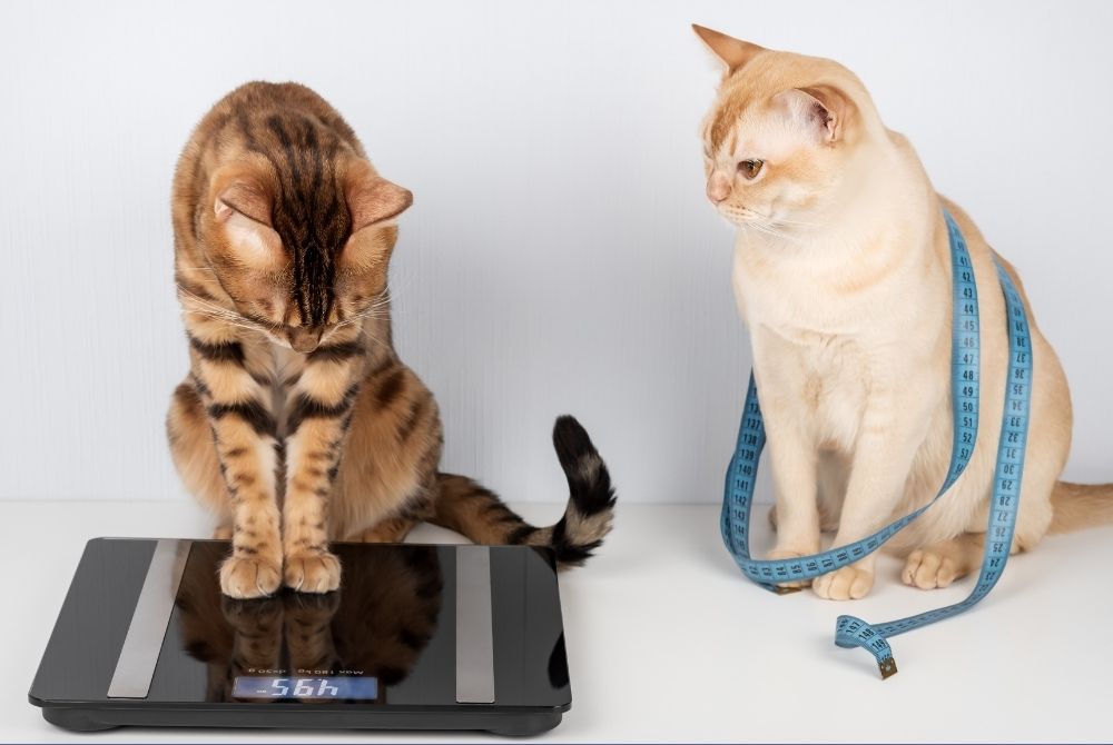 Dos gatos domésticos, uno atigrado marrón y otro de color crema, sentados en una báscula digital que marca su peso. El gato crema tiene una cinta métrica azul alrededor de su cuerpo, simbolizando el control de peso y la monitorización de la salud corporal en mascotas.
