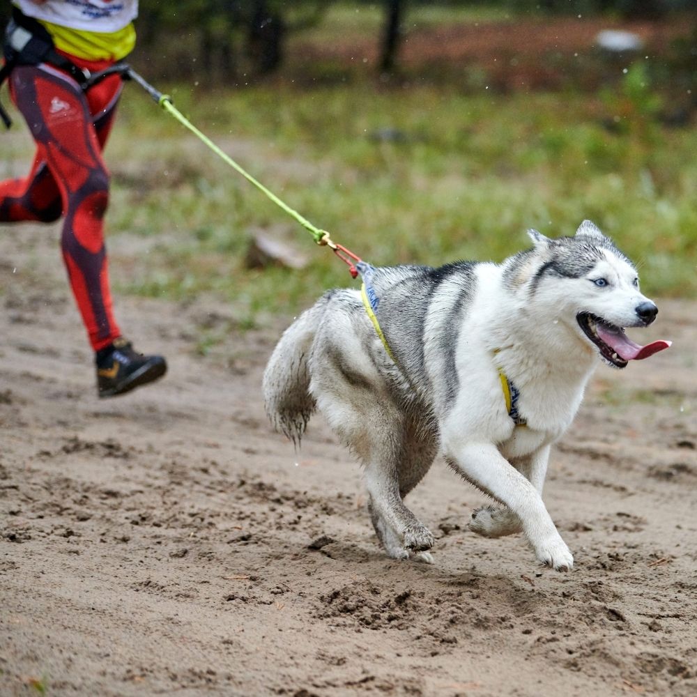 Un perro Siberian Husky con ojos azules corre con fuerza hacia adelante en un sendero de tierra embarrado. Lleva un arnés de tracción y jala firmemente de una línea de tiro conectada a la cintura de una persona que corre detrás. La imagen capta el momento en que el perro ejerce tensión en la correa, ilustrando la acción de jalar.