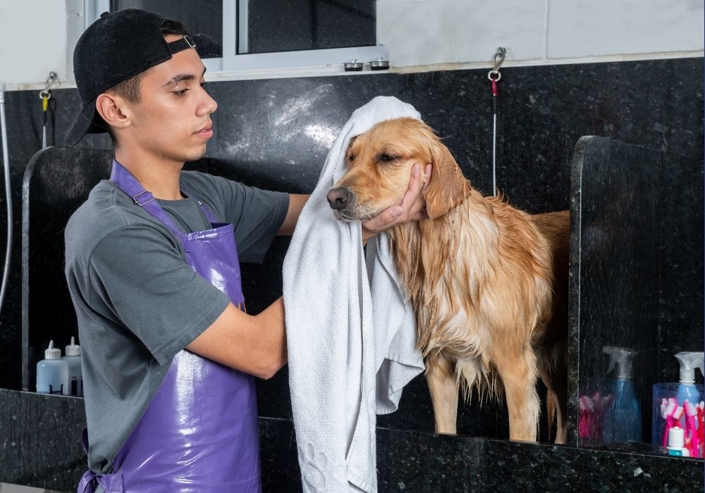 Un peluquero de mascotas seca meticulosamente a un perro Golden Retriever con una toalla blanca en un área de baño comercial para evitar que se enfríe después de bañarse.
