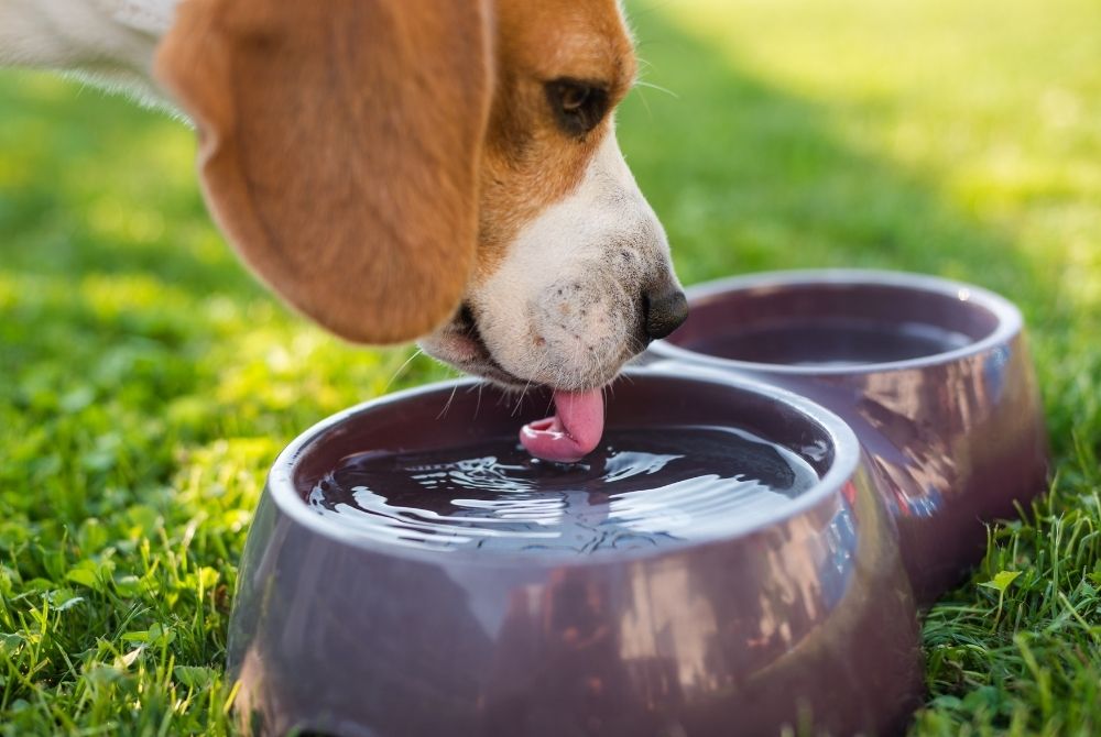 Primer plano de un perro Beagle bebiendo agua fresca de un tazón morado sobre el césped verde, enfatizando la importancia de la hidratación de las mascotas.