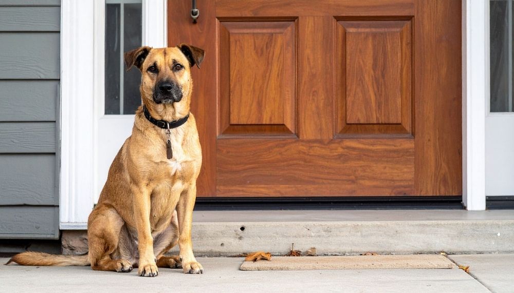 Primer plano de un perro pequeño de color blanco con manchas marrones, mirando fijamente hacia arriba con una expresión atenta y leal. Fotografía que ilustra el comportamiento canino de seguir a sus dueños a todas partes por instinto de protección y curiosidad.