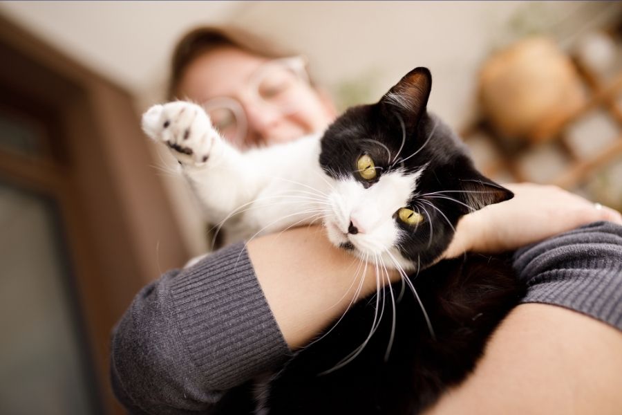 Primer plano de un gato atigrado de color naranja presionando suavemente con sus patas delanteras una manta blanca y esponjosa. Fotografía que ilustra el comportamiento felino conocido como 'pedalear' o dar pasitos de leche para buscar confort y marcar territorio.